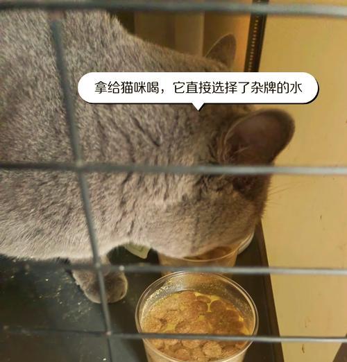 如何为流浪猫挑选性价比高的猫粮？有哪些购买建议？