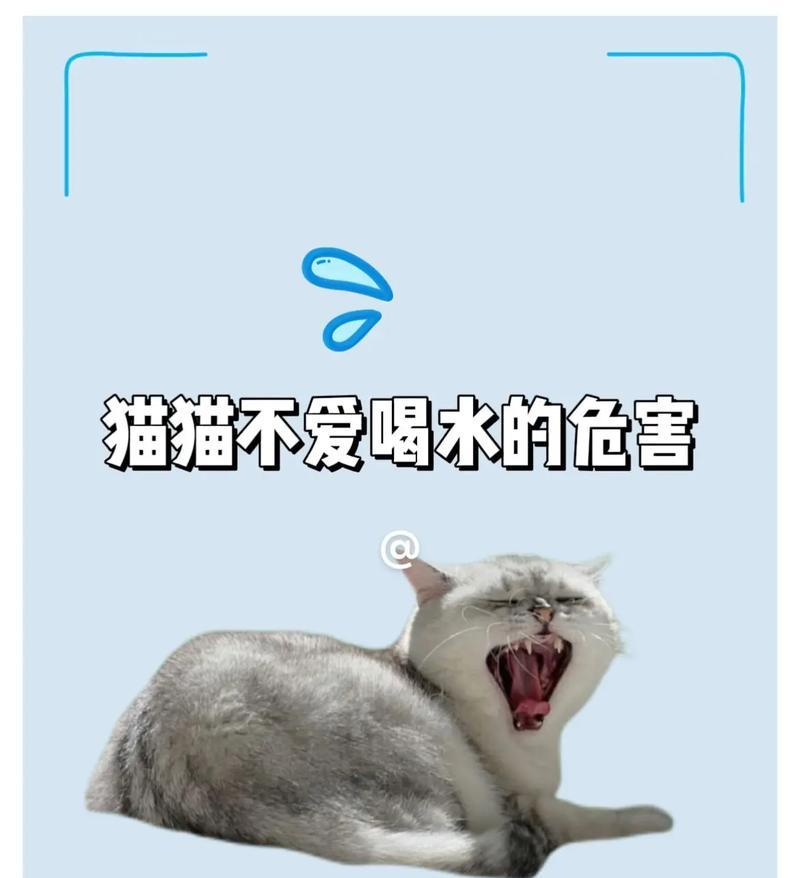 成猫只喝水不吃猫粮是什么原因？