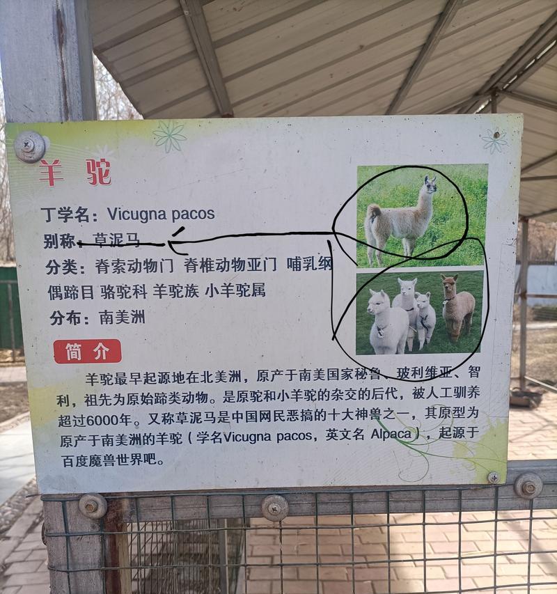 叫皮卡丘的羊驼有何特殊含义？羊驼名字的由来是什么？