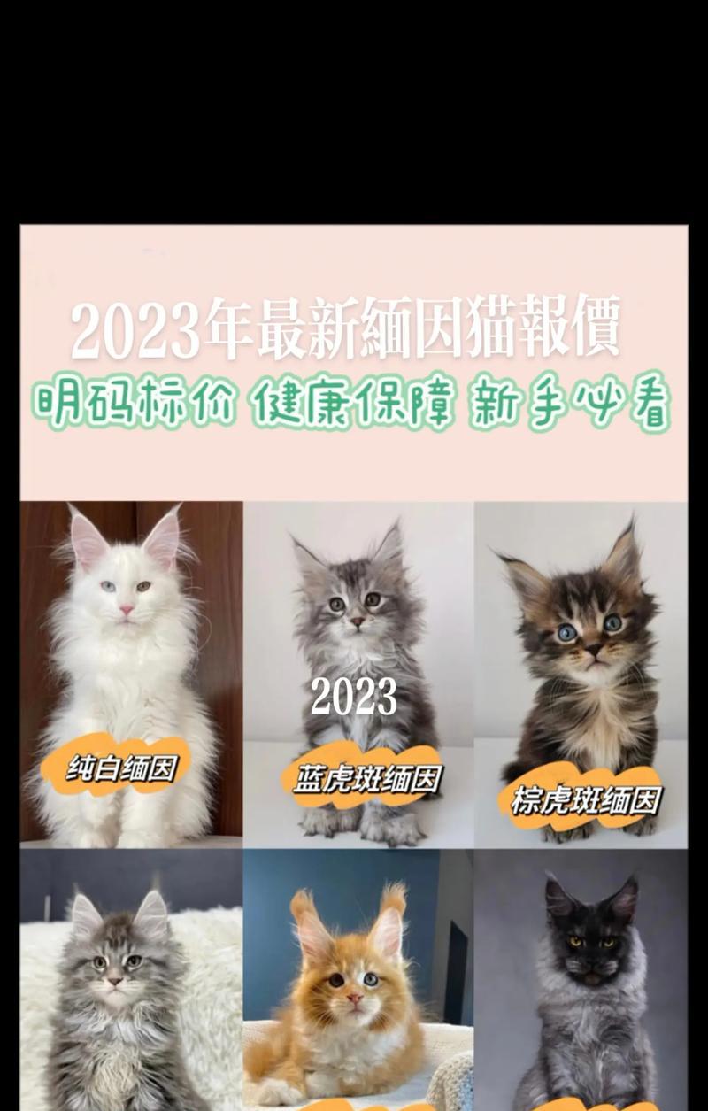 两个月的缅因猫应该吃什么？猫粮选择有哪些注意事项？
