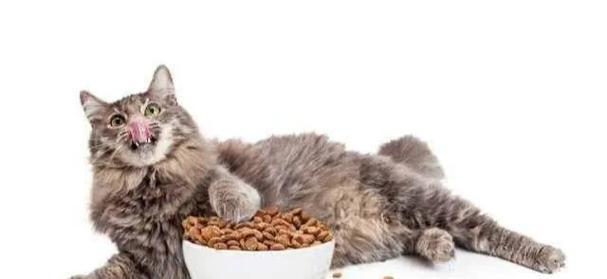 为什么要在包里放猫粮？