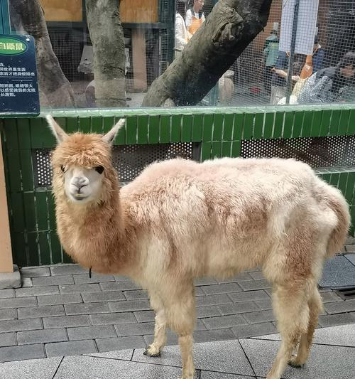 羊驼哥背后的真实身份揭秘？