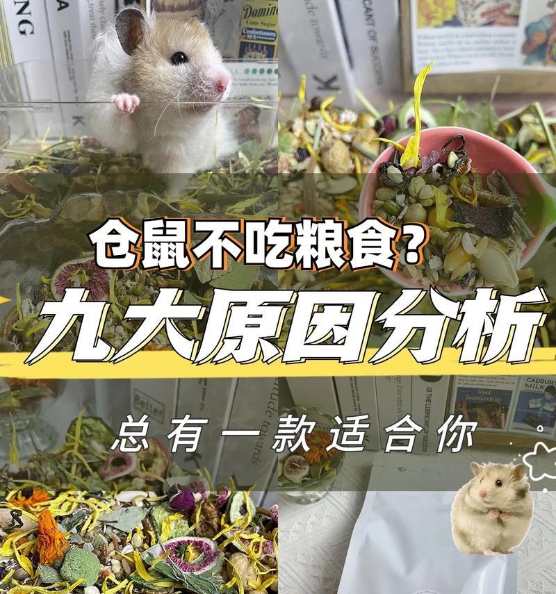 仓鼠粮食与猫粮有何不同？