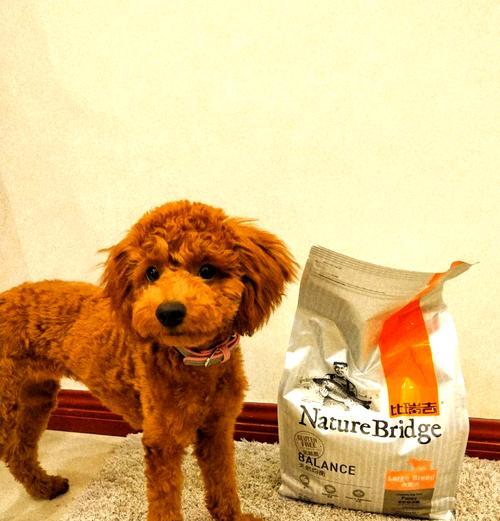 泰迪幼犬喂食猫粮的正确方式？