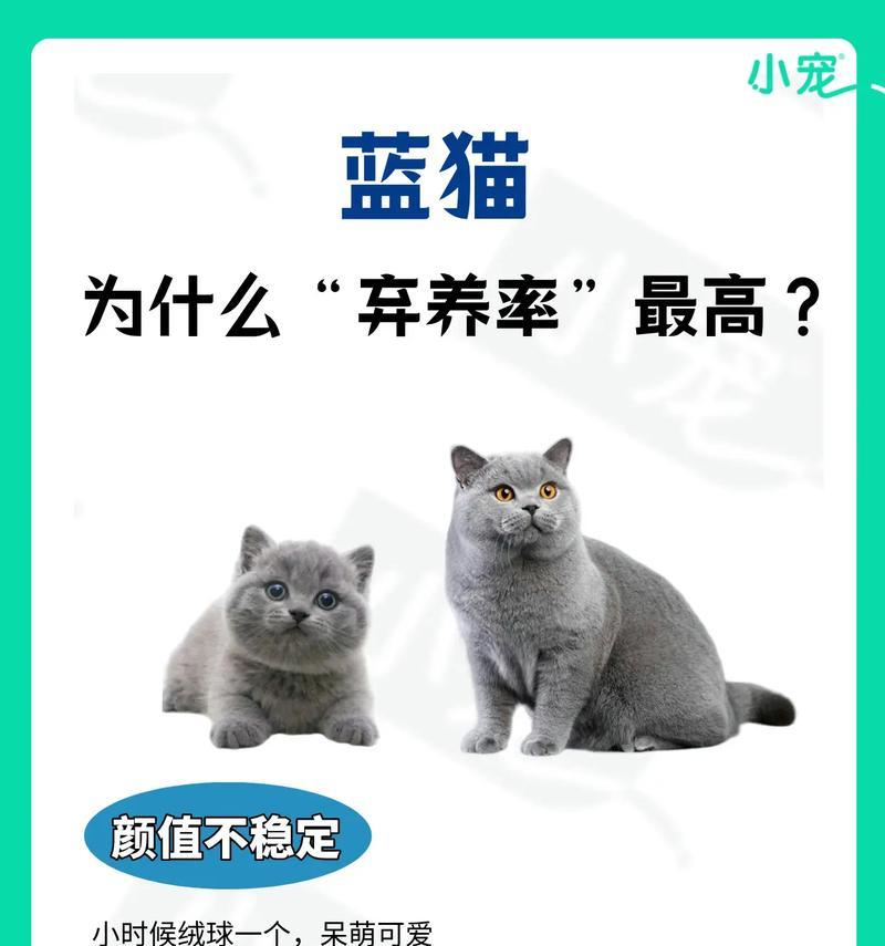 换猫粮导致蓝猫毛色变浅的原因是什么？如何解决？