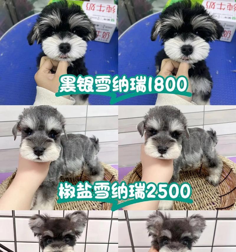 农村雪纳瑞多少钱一只？猫粮掉水里猫咪不吃怎么办？