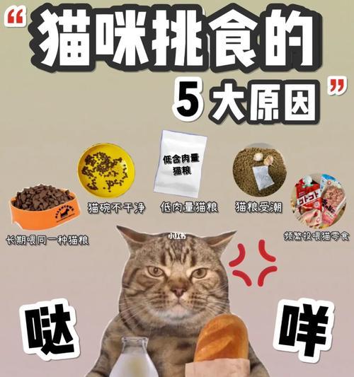 人为什么不喜欢吃猫粮？猫粮对人类是否健康？