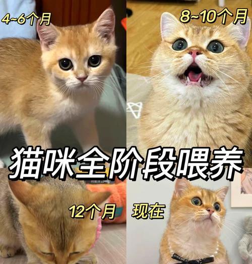猫打翻猫粮后如何教育它？有哪些技巧？