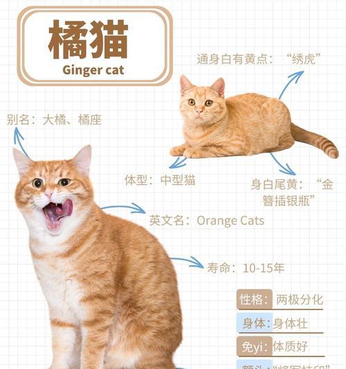 散养橘猫怎么喂猫粮好消化？选择哪种猫粮更合适？