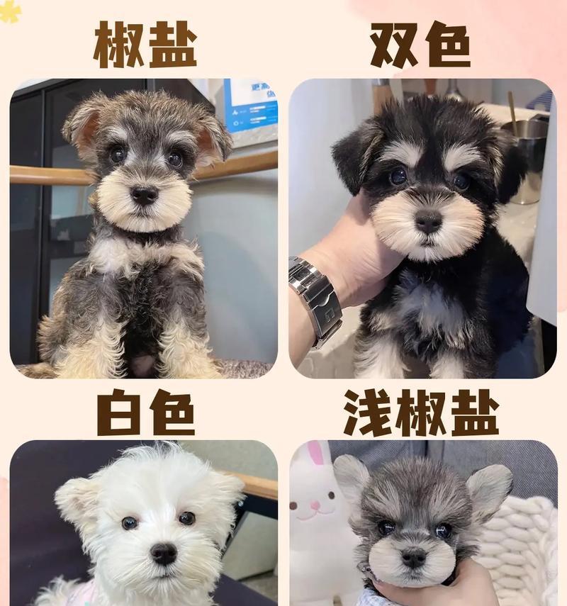 白雪纳瑞价格是多少？购买时应注意什么？