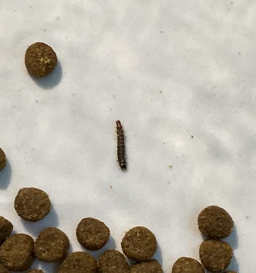猫粮常有虫子应如何处理？