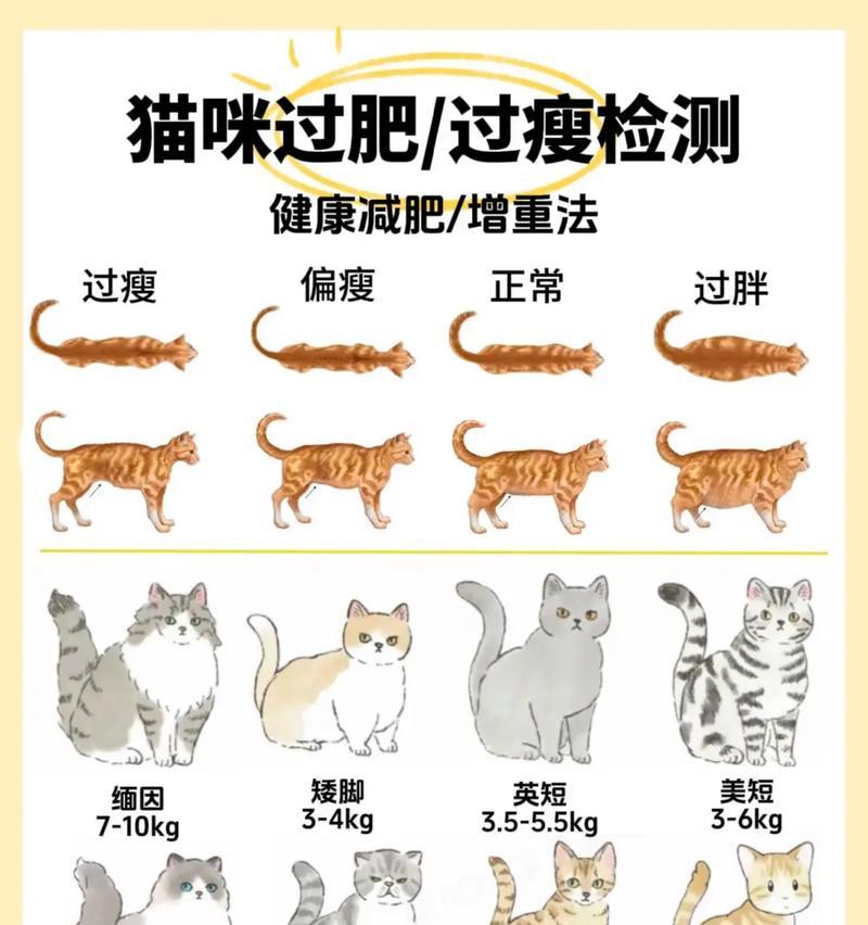 猫咪变瘦且食量减少是何原因？