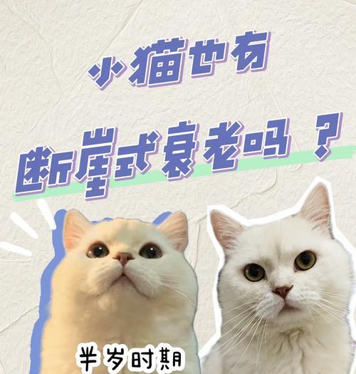 猫咪变瘦且食量减少是何原因？