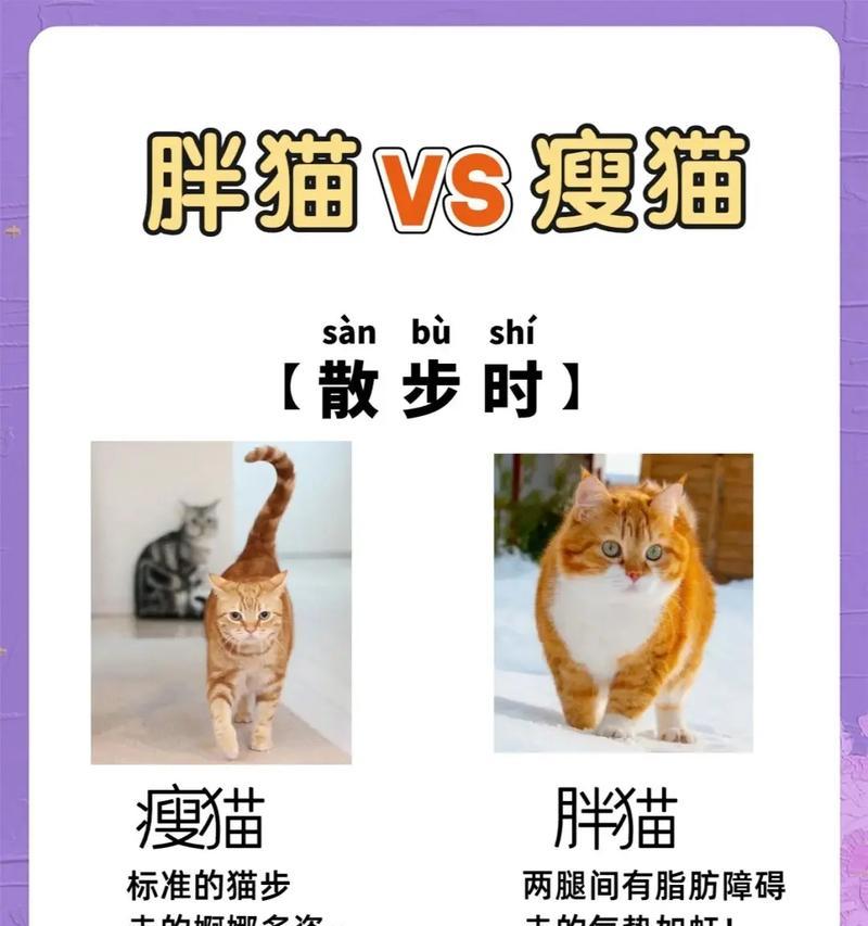 猫咪变瘦且食量减少是何原因？