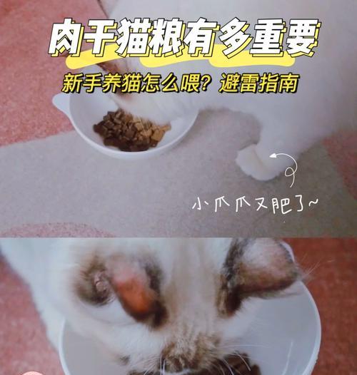 布偶猫何时应该更换成年猫粮？