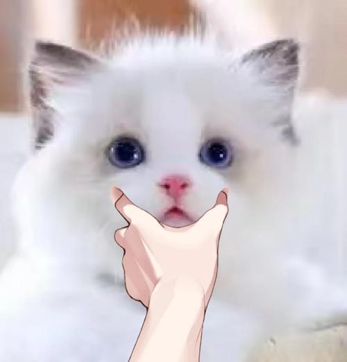 猫咪不吃猫粮还流口水是什么问题？如何解决？