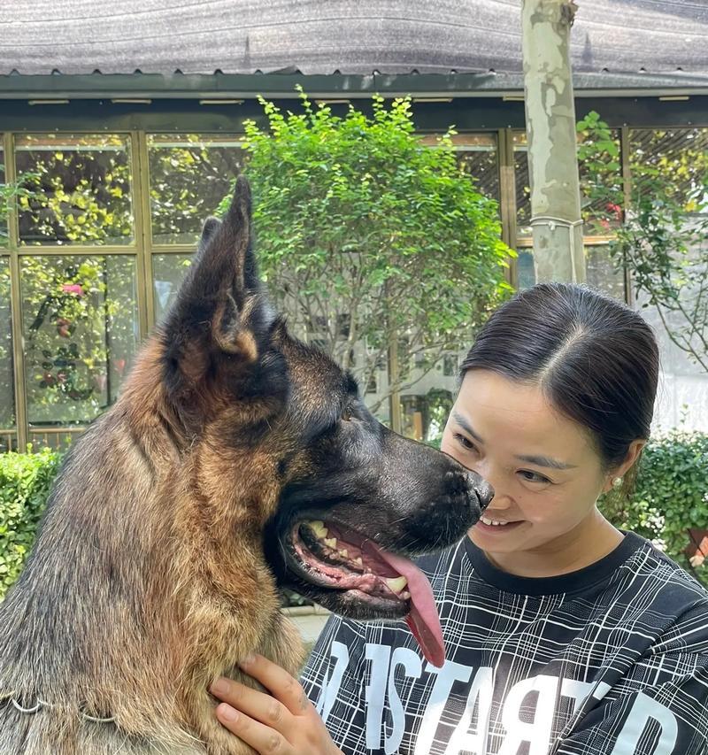 防狼的德牧价格是多少？如何训练德牧防狼？