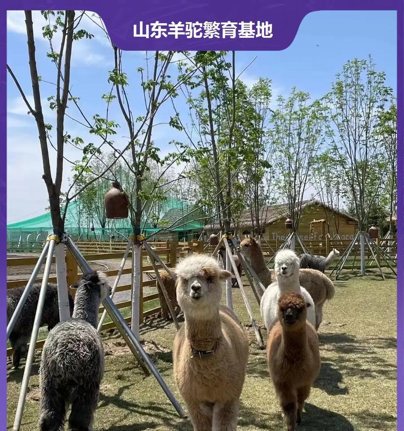 羊驼的孵化过程是怎样的？需要多长时间？