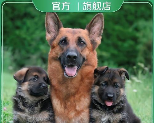 麻阳德牧出售价格是多少？购买时需要注意什么？