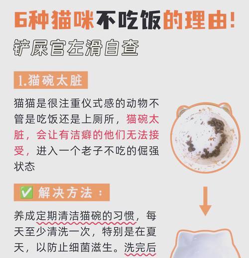 猫咪既不玩耍也不进食猫粮是何原因？如何应对？