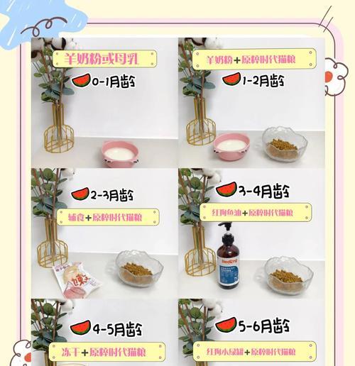 猫咪喂食指南：如何正确准备和喂食猫粮？