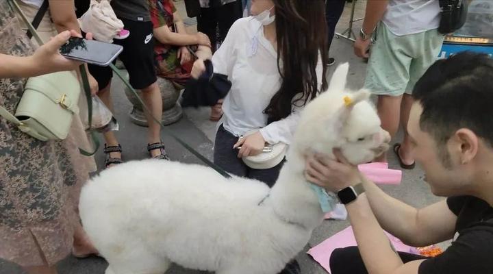 羊驼座椅摆摊的最佳方式是什么？如何吸引顾客？
