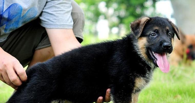 7个月大的德国牧羊犬每日狗粮摄入量标准是什么？