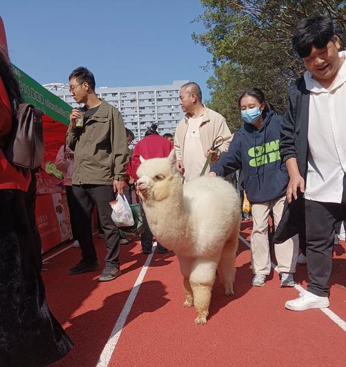 羊驼怎么快速刷？有哪些有效的方法？