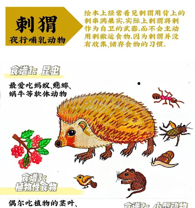 刺猬吃什么猫粮？刺猬的饮食习惯有哪些？