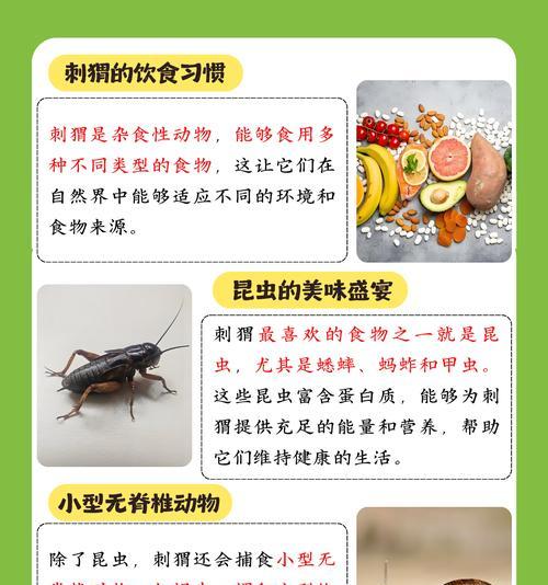 刺猬吃什么猫粮？刺猬的饮食习惯有哪些？