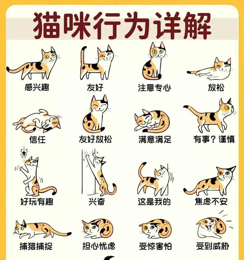 主人生病时猫咪偷吃猫粮的应对方法？