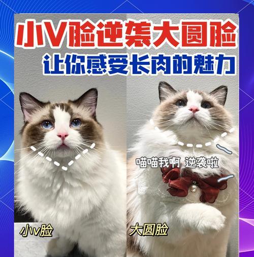 把猫条挤进猫粮里面会怎么样？这样做对猫有益吗？