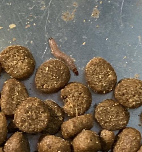 猫粮生虫的原因是什么？