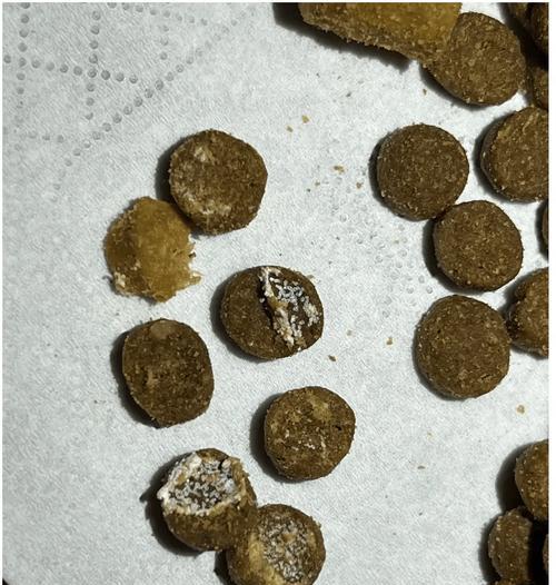 猫粮生虫的原因是什么？