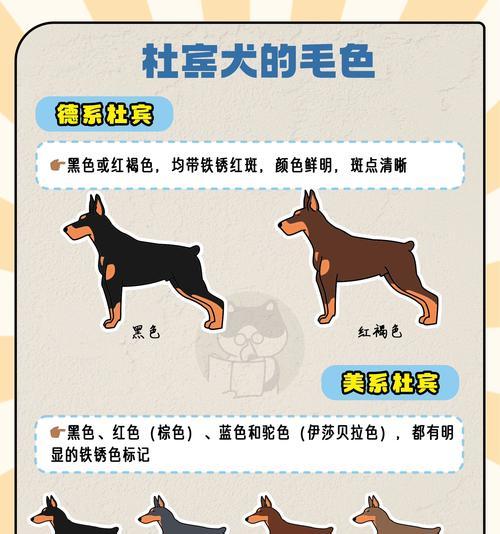 杜宾犬每周需要多少狗粮？