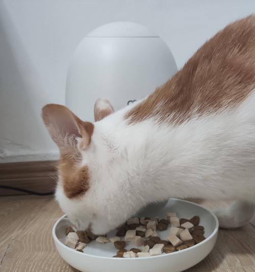 嘎嘎吃猫粮的猫是什么猫？这种猫的特性是什么？