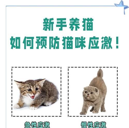 幼猫应激不吃猫粮怎么办？如何缓解应激反应？