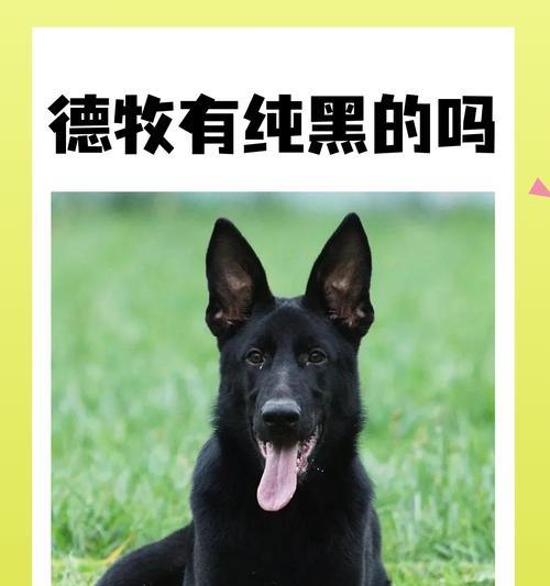 西安家养德牧有补贴吗？补贴金额是多少？