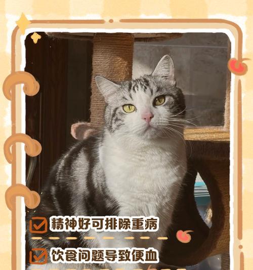 猫吃硬猫粮拉屎滴血怎么回事？是否需要就医？