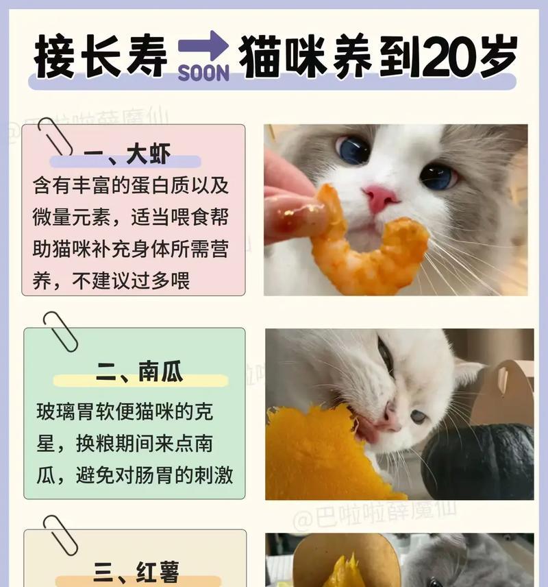 吃猫粮嫌弃的小猫怎么办？如何改善猫咪的饮食习惯？