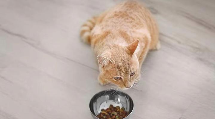 猫咪打翻猫粮碗后应如何处理？