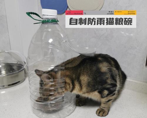 猫咪打翻猫粮碗后应如何处理？