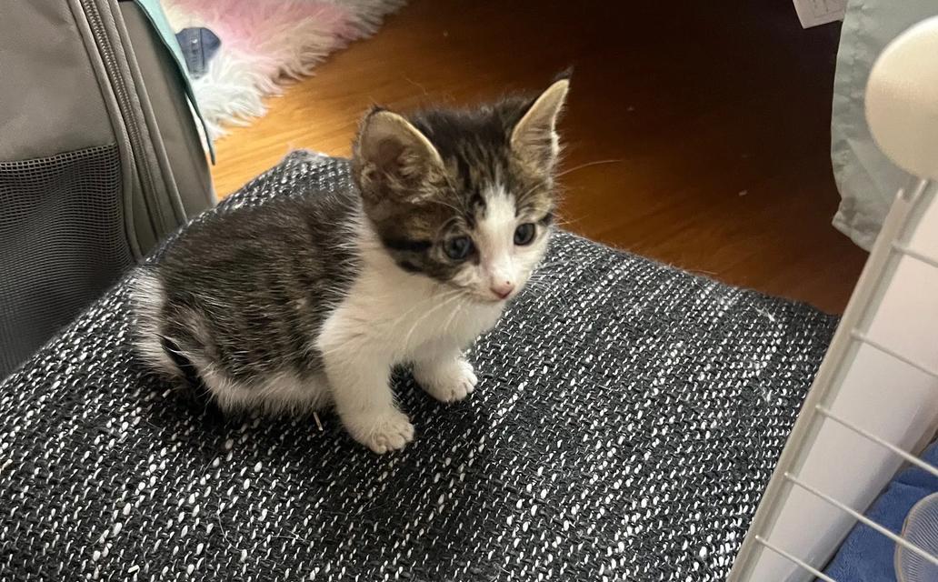 街道上的小猫没有猫粮怎么办？如何帮助街道上的小猫？
