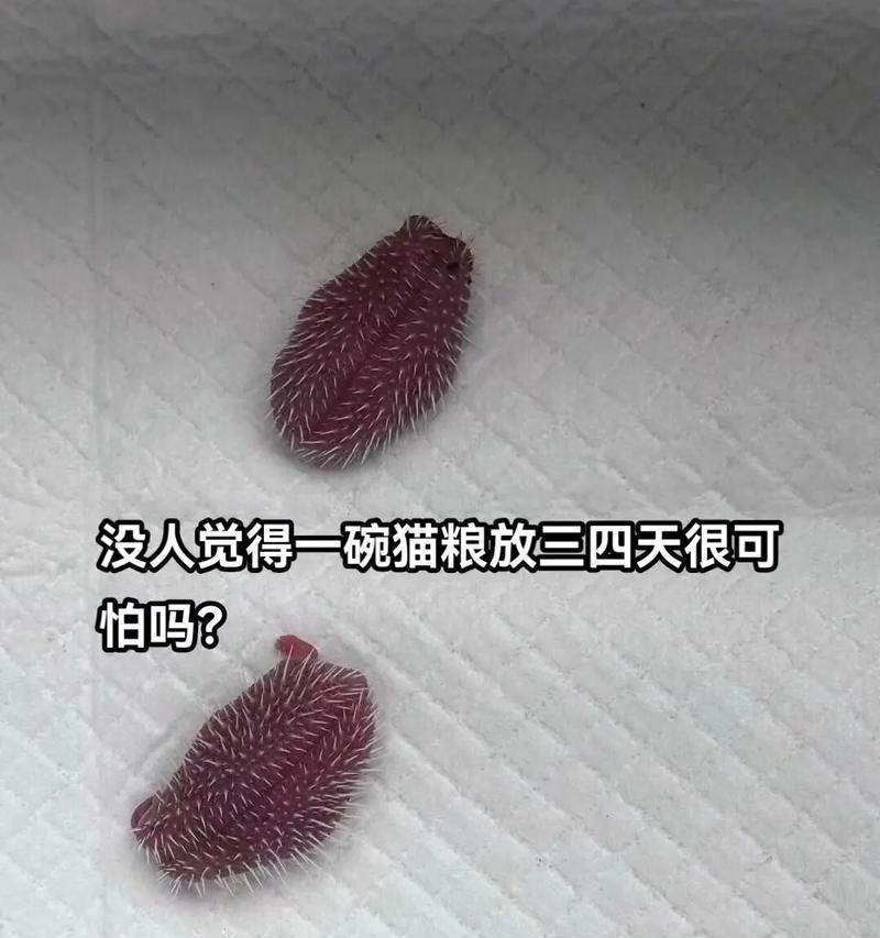 街道上的小猫没有猫粮怎么办？如何帮助街道上的小猫？