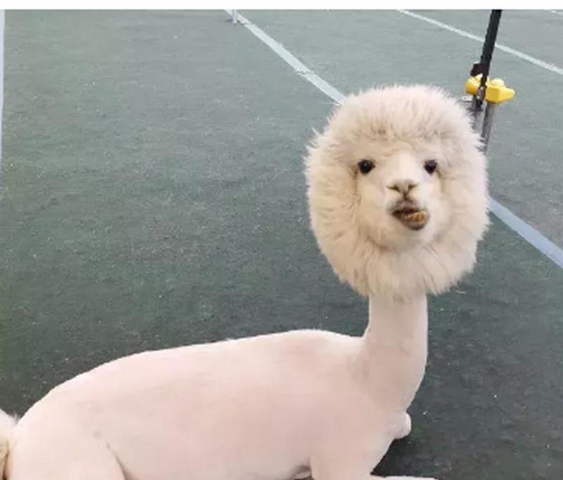 剃毛羊驼的博主叫什么名字？博主剃毛羊驼的目的是什么？