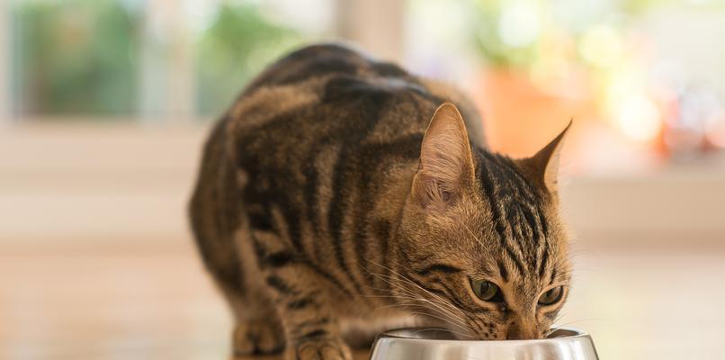 智商高的猫粮有哪些特点？小猫吃什么猫粮更聪明？