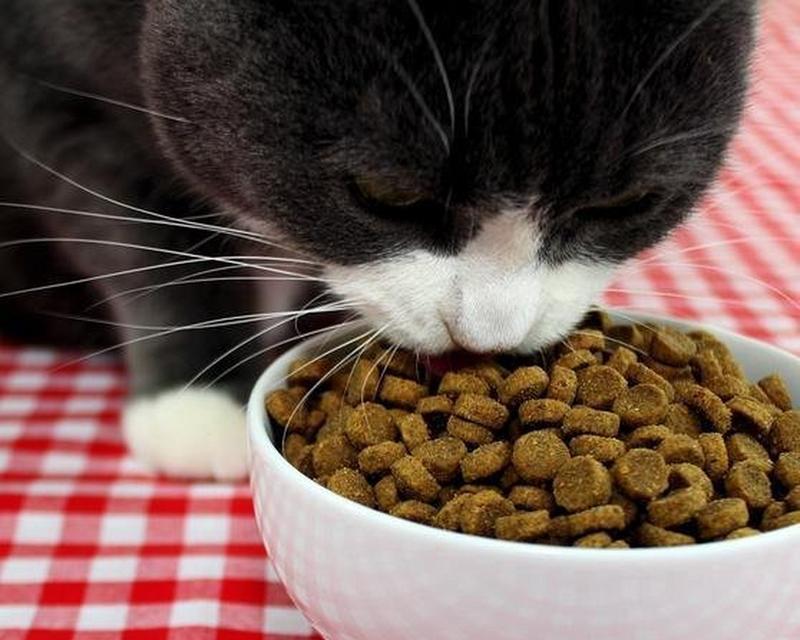 智商高的猫粮有哪些特点？小猫吃什么猫粮更聪明？