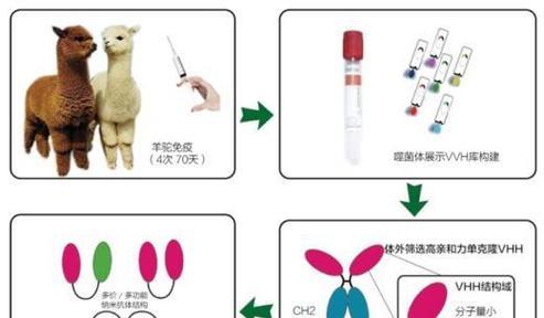 羊驼纳米抗体是什么时候发现的