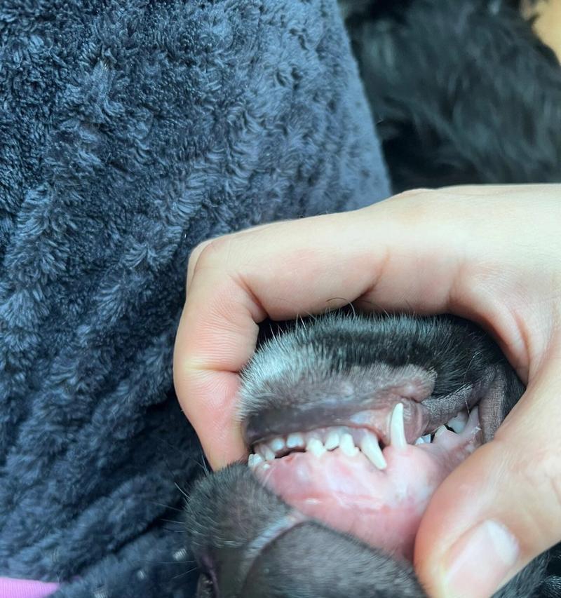 德国牧羊犬换牙一颗的费用是多少？
