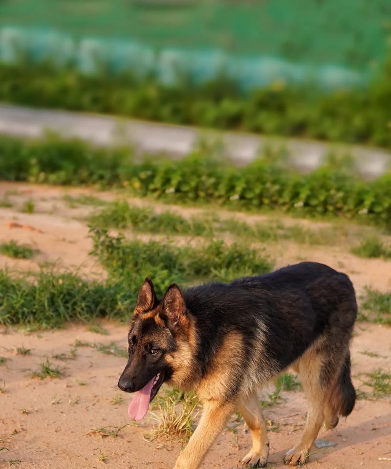 德牧平背犬幼崽的价格是多少？如何判断其纯种性？